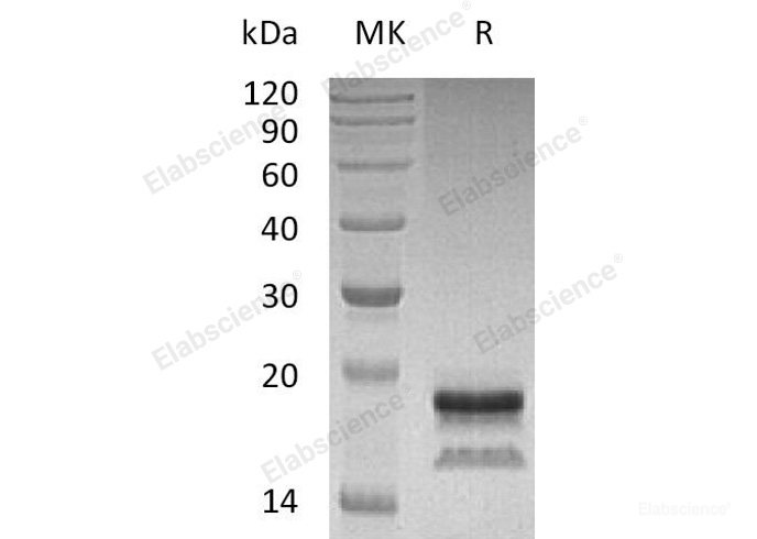 Recombinant Human Interleukin-17A/IL-17A Protein(C-6His)-Elabscience