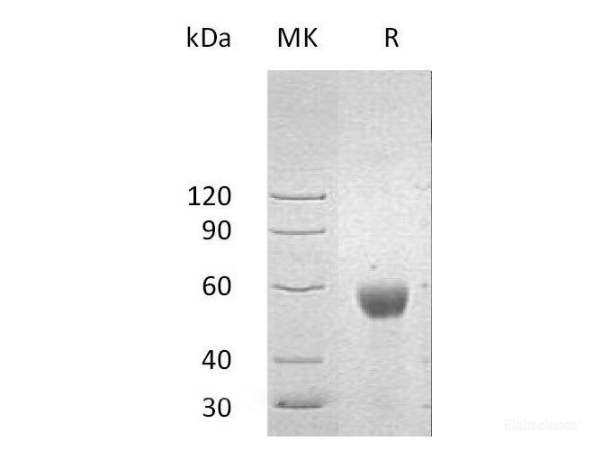 Recombinant Human NKG2D Ligand 2/NKG2DL2/N2DL2 Protein(C-Fc)-Elabscience