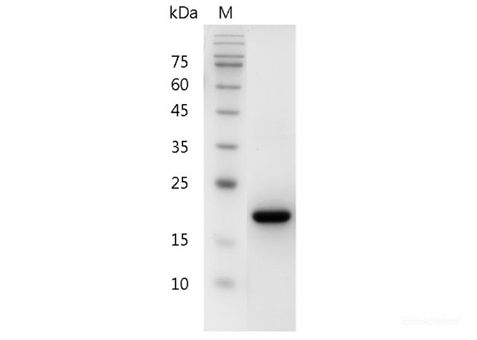 Recombinant Human Stem Cell Factor/SCF/c-Kit Ligand Protein-Elabscience