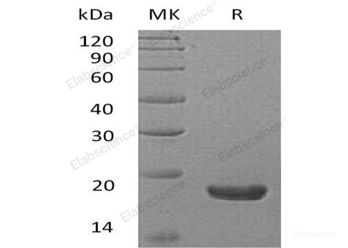 Recombinant Human Thioredoxin Domain-Containing Protein 12/TXNDC12/ERp18 Protein(C-6His)-Elabscience