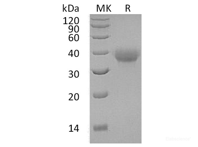 Recombinant Human OX40L Receptor Protein-Elabscience