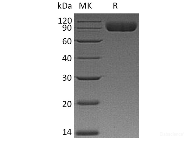 Recombinant Human CD172a / SIRPA Protein (C-mFc)-Elabscience