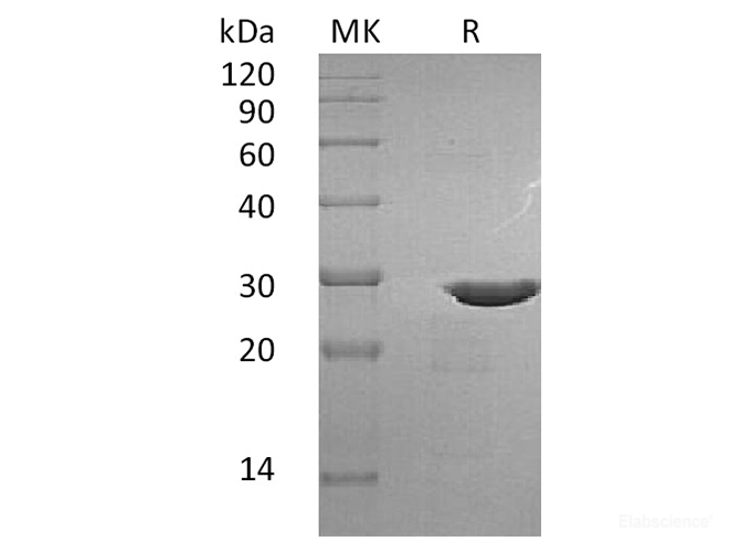 Recombinant Human BDNF Protein (with pro peptide)-Elabscience