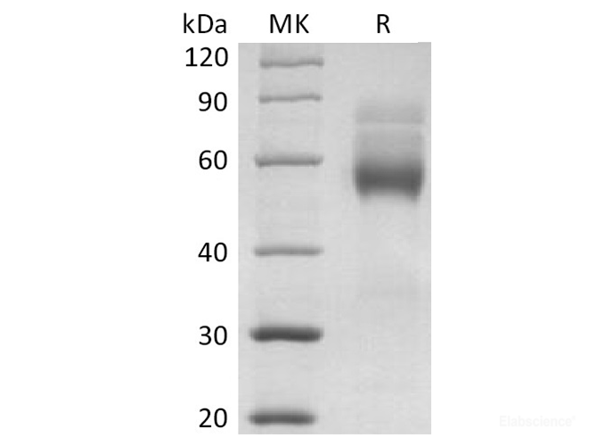 Recombinant Human HVEM / TNFRSF14 Protein (C-mFc)-Elabscience
