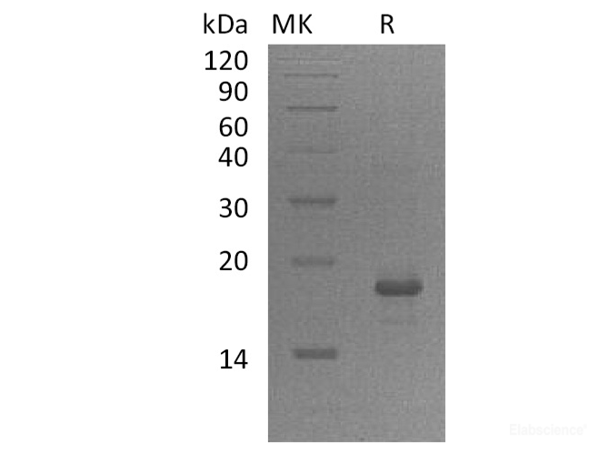 Recombinant Human GADD45A / DDIT-1 Protein (N-His)-Elabscience