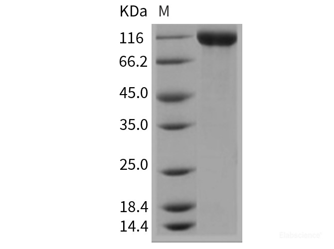 Recombinant Mouse Contactin 2 / CNTN2 Protein (His tag)-Elabscience