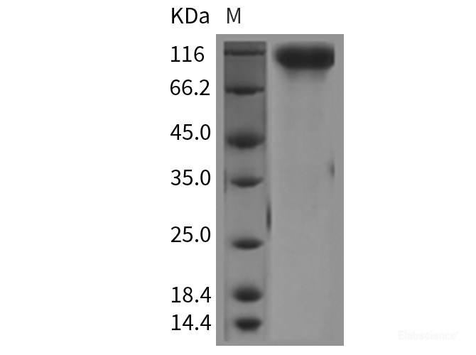 Recombinant Mouse HER4 / ErbB4 Protein (His tag)-Elabscience