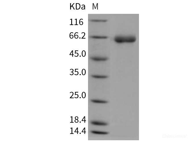 Recombinant Mouse DPP7 / DPPII / DPP2 Protein (His tag)-Elabscience