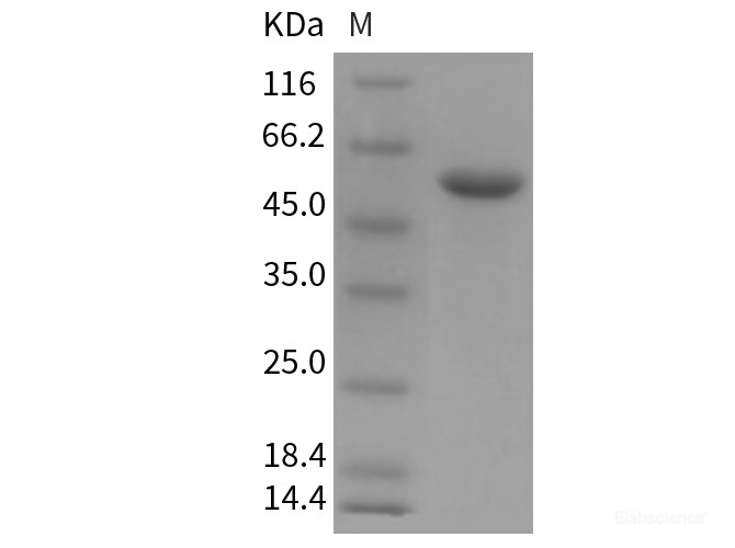 Recombinant Mouse CNDP1 Protein (His tag)-Elabscience
