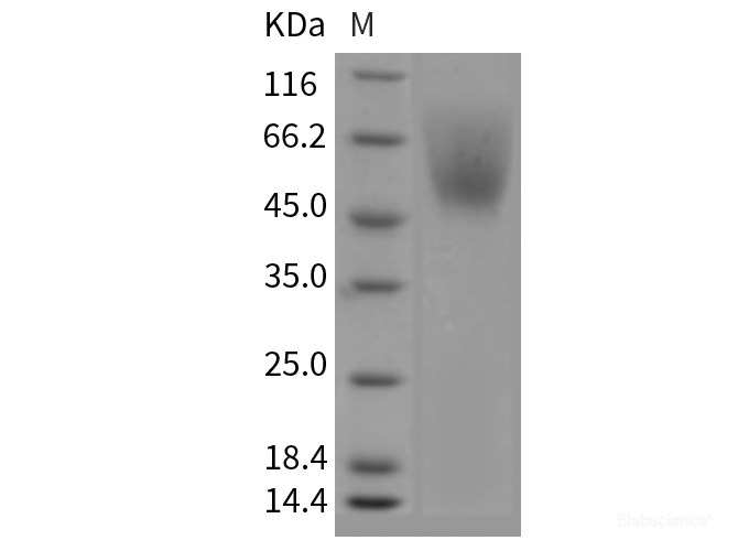 Recombinant Mouse SIRP alpha / CD172a Protein (His tag)-Elabscience