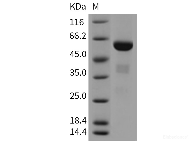 Recombinant Mouse APOA1 Protein (Fc tag)-Elabscience