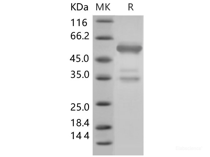 Recombinant Mouse HMGB1 / HMG1 Protein (Fc tag)-Elabscience