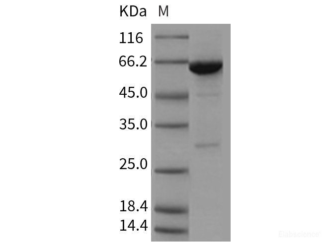 Recombinant Mouse PTPN6 Protein (aa 207-597, His & GST tag)-Elabscience