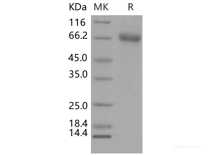 Recombinant Mouse EphA1 / EPH receptor A1 Protein (His tag)-Elabscience