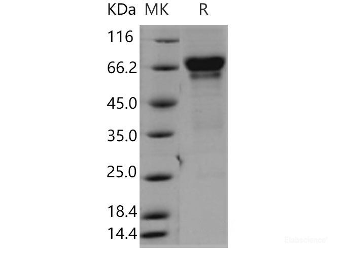 Recombinant Mouse  CD137 Protein (Fc Tag)-Elabscience