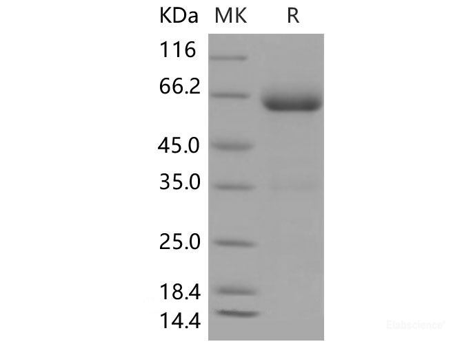 Recombinant Mouse B7-DC / PD-L2 / CD273 Protein (Fc tag)-Elabscience