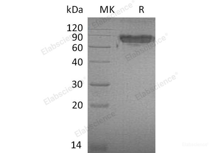 Recombinant Mouse  ICAM-2 Protein-Elabscience
