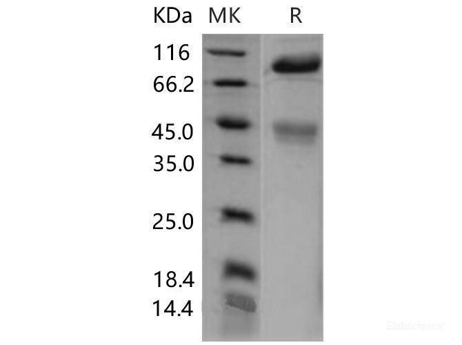 Recombinant Mouse c-MET / HGFR Protein (His tag)-Elabscience