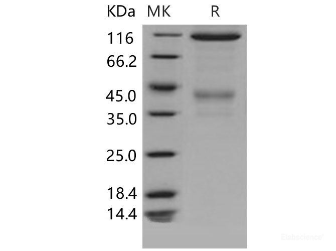 Recombinant Mouse c-MET / HGFR Protein (Fc tag)(Fc tag)-Elabscience