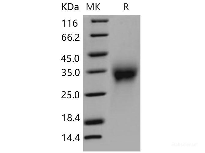 Recombinant Mouse ACVR2A / ActrIIa Protein (His tag)-Elabscience