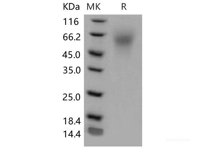 Recombinant Mouse C4.4A / LYPD3 Protein (His tag)-Elabscience
