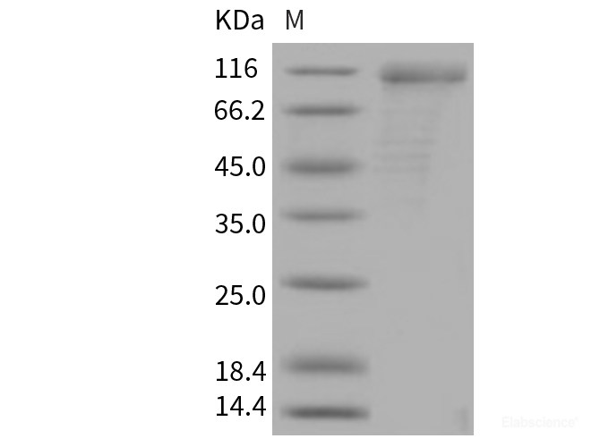Recombinant Mouse CD36 / SCARB3 Protein (His & Fc tag)-Elabscience