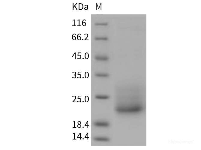Recombinant Mouse CD7 Protein (His tag)-Elabscience