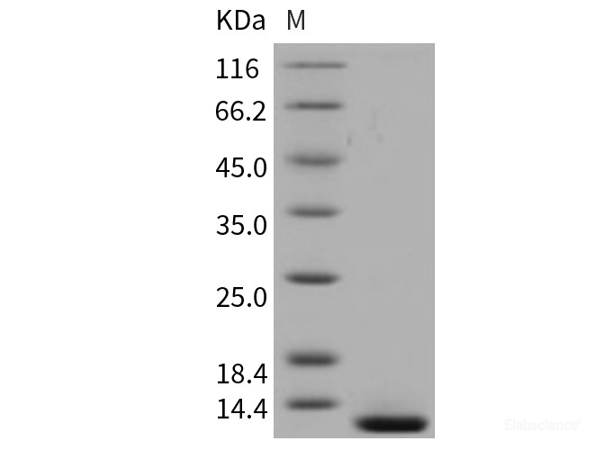 Recombinant Mouse β-NGF / Beta-NGF Protein-Elabscience