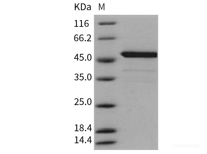 Recombinant Mouse BID Protein (His & GST tag)-Elabscience