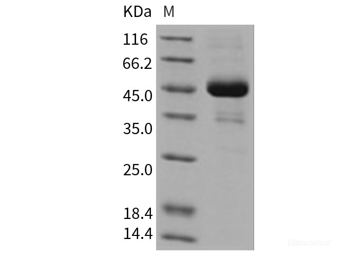 Recombinant Mouse ALK-2 / ACVR1 Protein (His & Fc tag)-Elabscience
