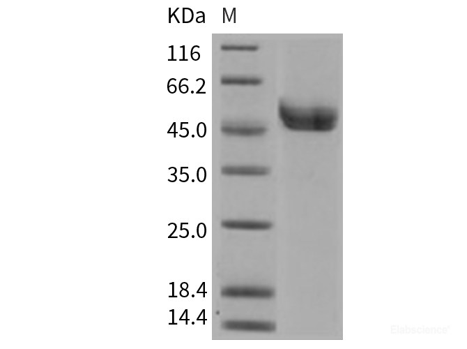 Recombinant Mouse REN1 / Renin-1 Protein (His tag)-Elabscience