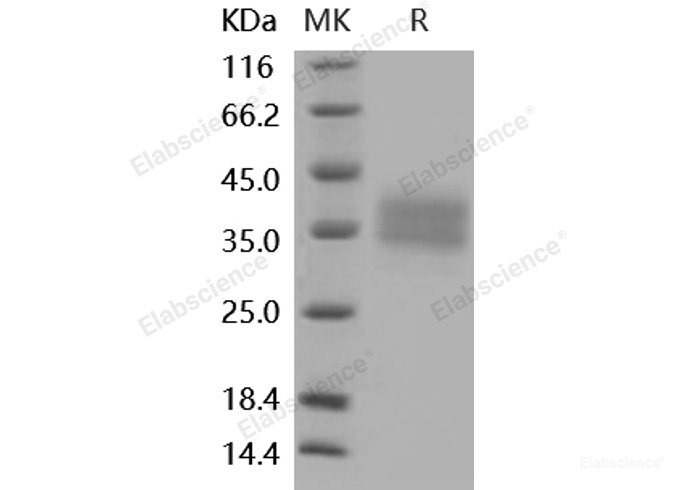 Recombinant Mouse CD32 / FCGR2B Protein (His tag)-Elabscience