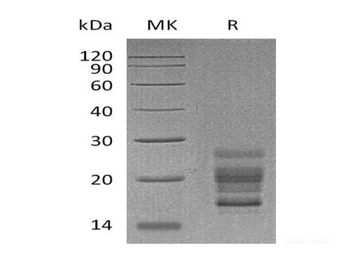Recombinant Mouse IL-17A Protein-Elabscience