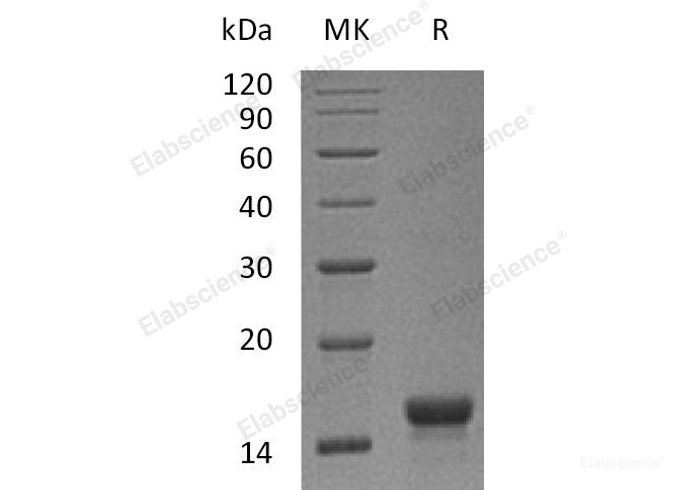 Recombinant Mouse Stem Cell Factor/SCF/c-Kit LigandProtein-Elabscience