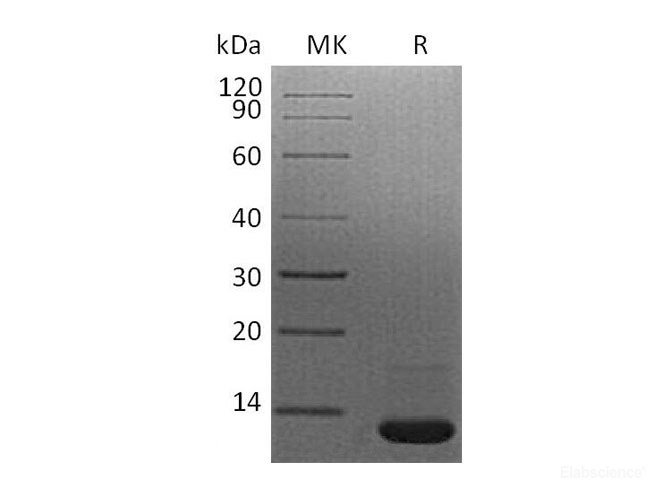 Recombinant Mouse Transforming Growth Factor β-1/TGFβ1/TGFB1 Protein-Elabscience