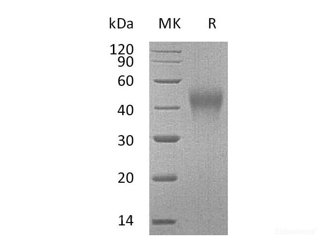 Recombinant Mouse T cell Immunoglobulin and Mucin Domain-3  Protein-Elabscience