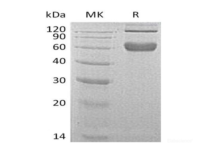 Recombinant Mouse 4-1BB ligand receptor Protein-Elabscience