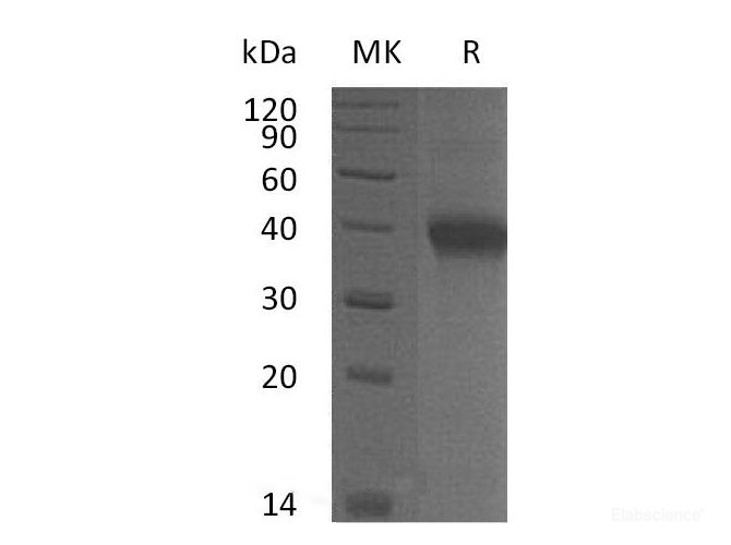Recombinant Mouse OX40L Receptor Protein-Elabscience