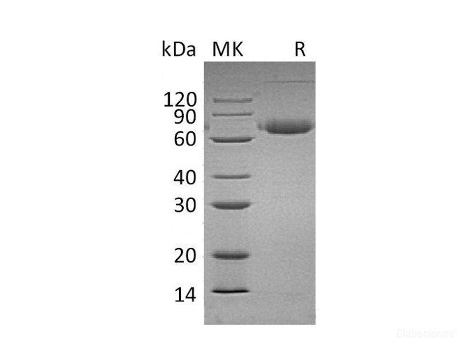 Recombinant Mouse PD-L2 / B7-DC / CD273 Protein (C-Fc)-Elabscience