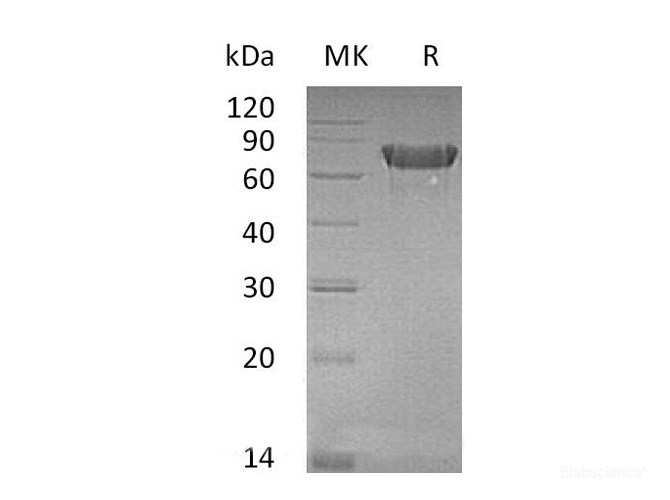 Recombinant Mouse OX40 / TNFRSF4 Protein (C-Fc)-Elabscience