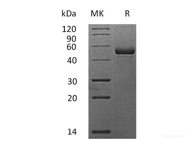 Recombinant Mouse APRIL / TNFSF13 / CD256 / TALL2 Protein (N-Fc)-Elabscience