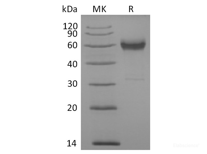Recombinant Cynomolgus 4-1BB  /  TNFRSF9  /  CD137 Protein (C-Fc)-Elabscience