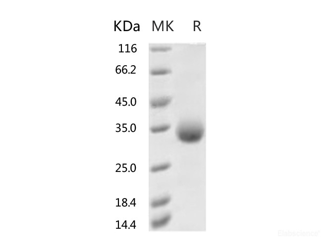Recombinant 2019-nCoV Spike Protein (RBD, His Tag)(N354D)-Elabscience
