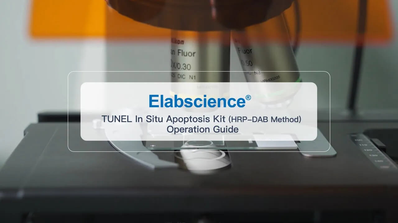 TUNEL In Situ Apoptosis Kit (HRP-DAB Method) - 3
