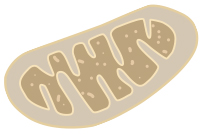 Decrease of Mitochondrial Transmembrane Potential