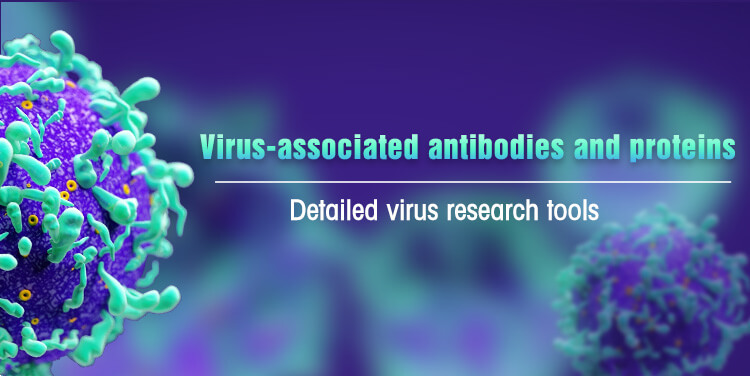 Antibodies and Proteins in Virus Research