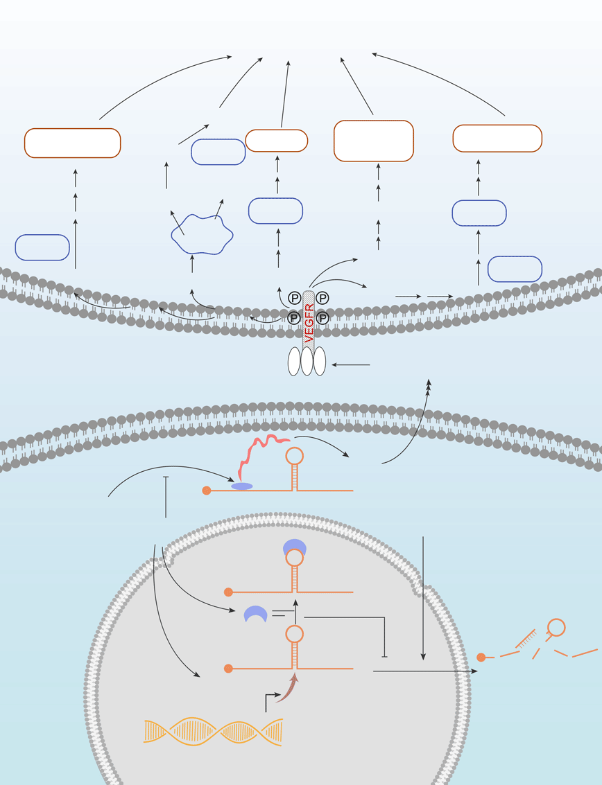 VEGF Signaling Pathway
