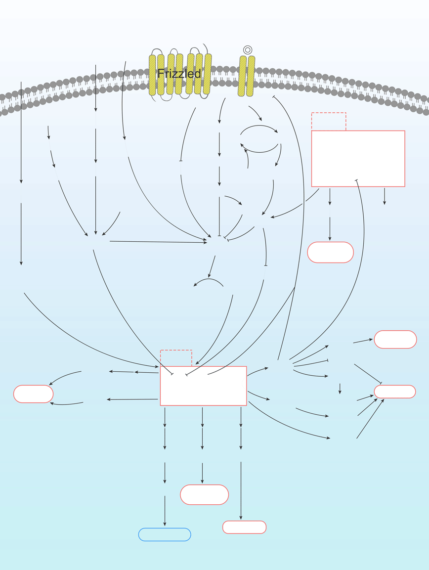 mTOR Signaling Pathway