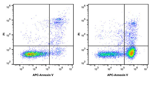 Annexin V