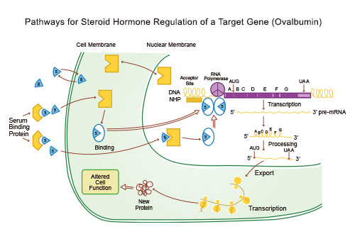 Review on Sex Hormones-1